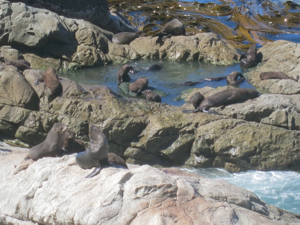 Ausgewachsene und junge Seehunde am  Ohau Point